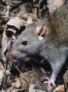 Rattus_norvegicus_1