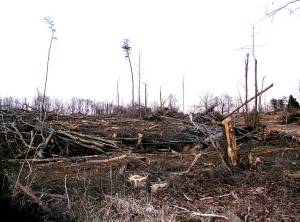 levcrpp1080012_1024_x_768